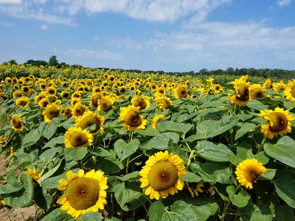 Sunflower field, Victor NY (2018)