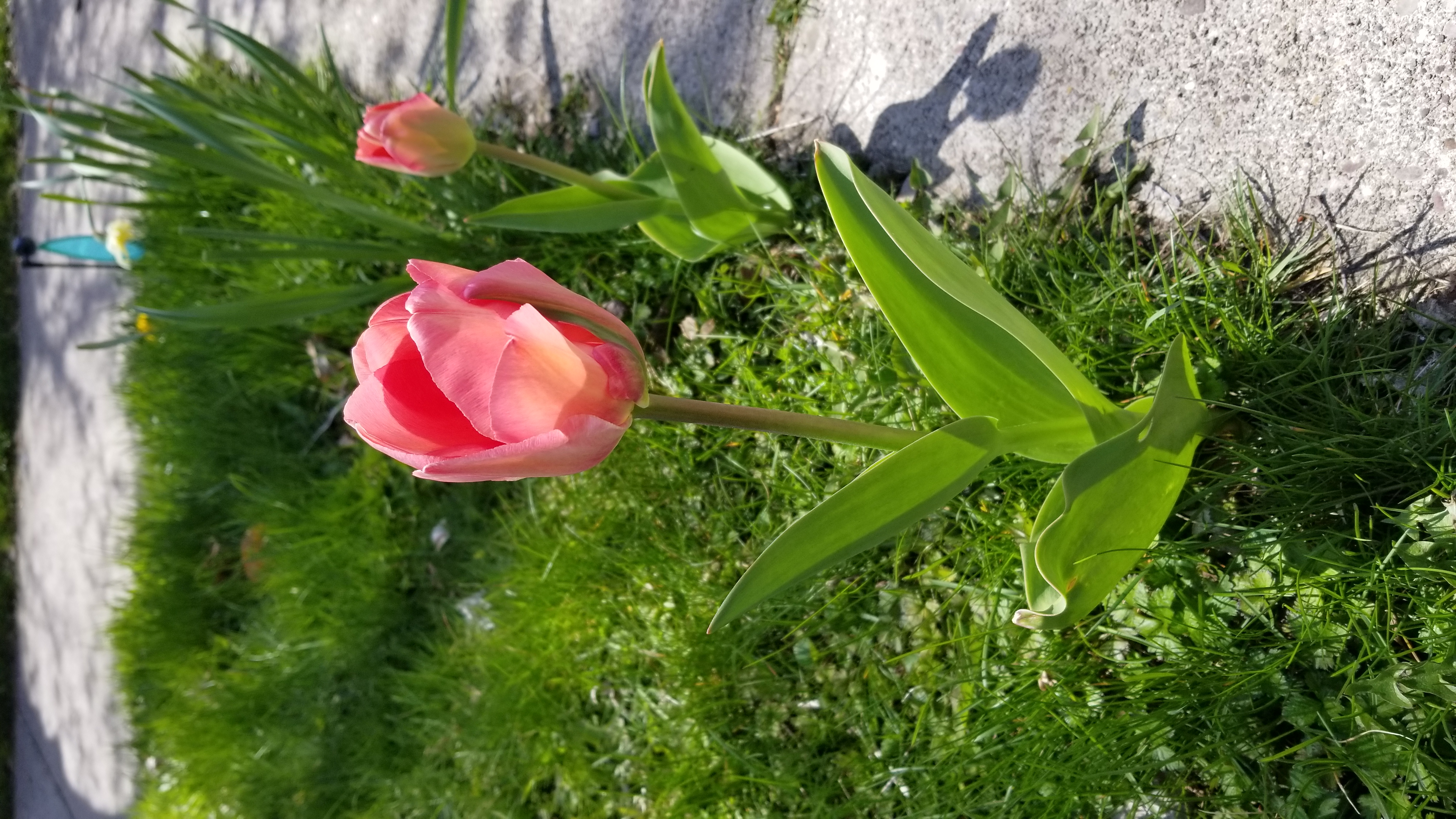 Danis Tulip, Spring 2020