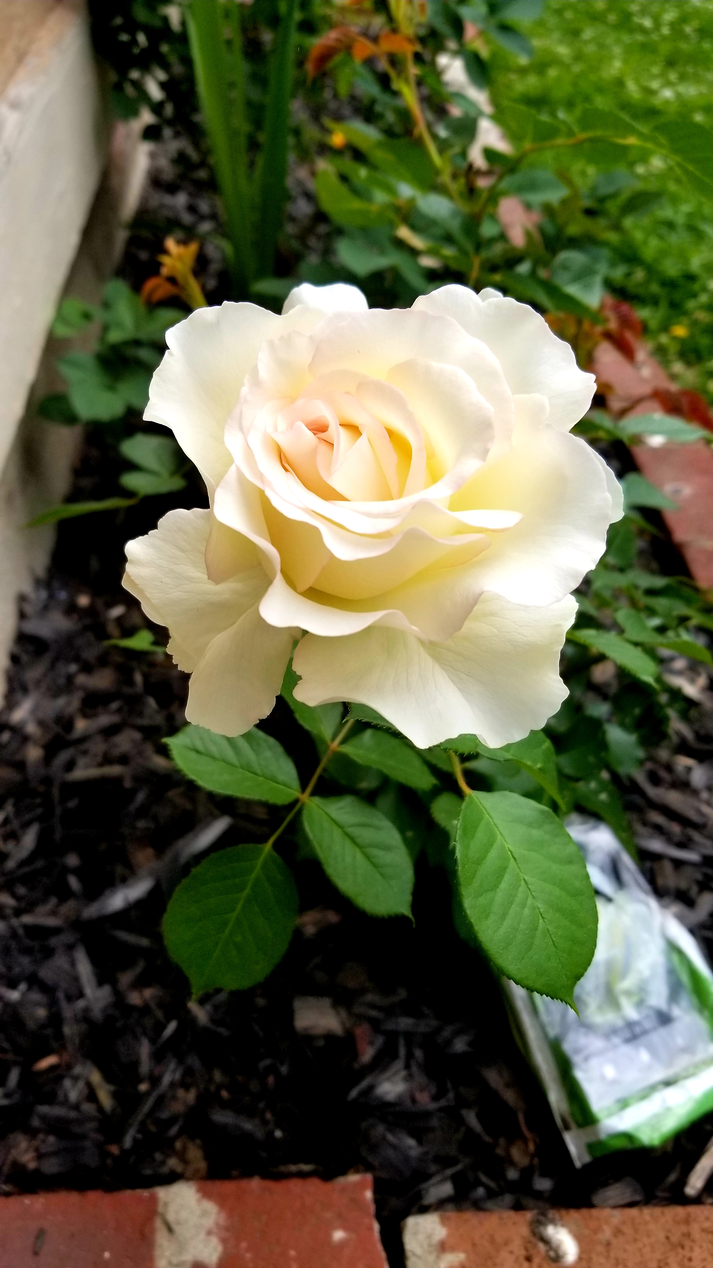 Hybrid White Tea Rose, Spring 2020